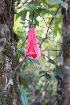 chile-bells copihue chileno