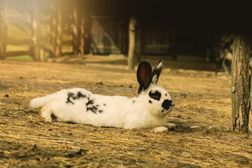 Naklejka na ściany i meble Black and white rabbit grazing on animal farm.High quality photo