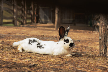 Naklejka na ściany i meble Black and white rabbit relaxing on animal farm.High quality photo