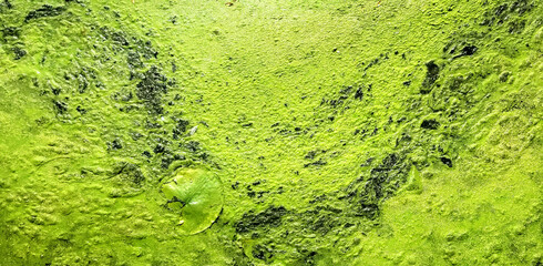 Lily Pad And Duck Weed