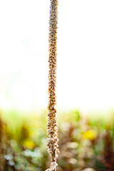 Cat Tail