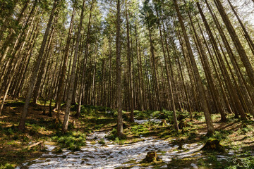 Fototapeta premium Snow on meadow with grass in forest with spruce trees.