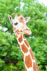 Giraffe Portrait