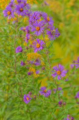 Bee Feeding