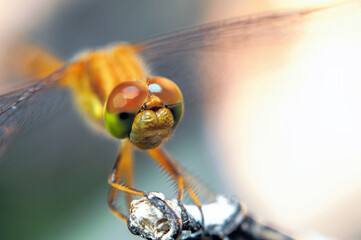 Dragonfly Portrait