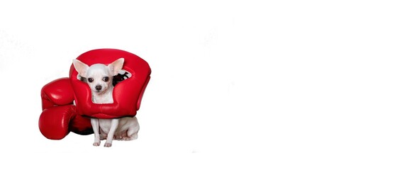 A small white chihuahua dog in a boxing protective red helmet sits next to red boxing gloves on a white banner background in a photo studio.