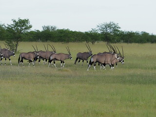 Oryx in Etosha National Park