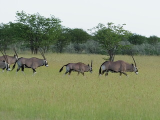 Oryx in Etosha National Park