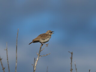 Dune Lark