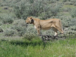 Lioness with radio operated collar