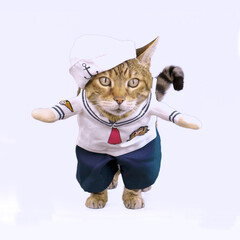Funny Bengal cat dressed up in sailor costume on white background