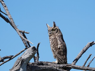 Spotted eagle owl