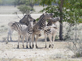 Fototapeta na wymiar Zebra in Etosha National Park