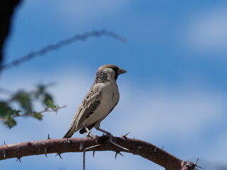 Sociable weaver bird
