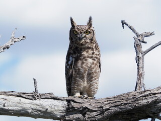 Spotted eagle owl