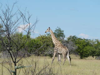 Giraffe in Namibia