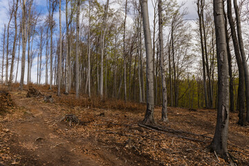 Dirty path in mountain forest in autumn.