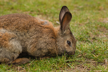 Brown rabbit grazing the grass on animal farm.High quality photo