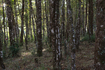 Bosque chileno selva valdiviana forest