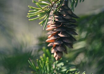 close up of pine cone and needles