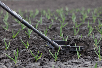 A weeding tool at work on a garlic bed. Winter garlic grew in spring. Processing young garlic