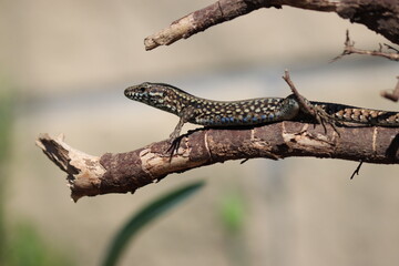 Mauereidechse auf einem Ast
