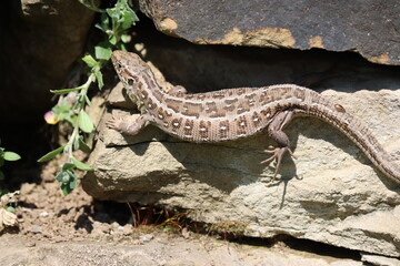 Wunderschöne Zauneidechse nimmt ein Sonnenbad