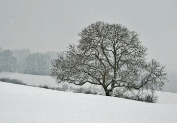 Laubbaum im Schnee