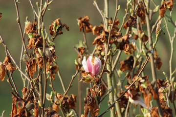 Der Frühling naht