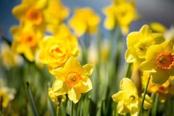 Spring flowers daffodils against the blue sky on a sunny day.
