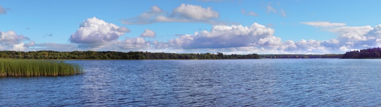 An open river landscape with banks overgrown with catail. The concept of summer holidays near the river.