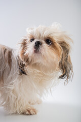 shih tzu dog portrait