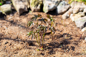 Young peony sprouts grow from the ground in a flower bed in spring. Garden flowers