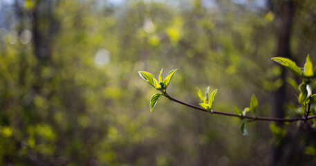fresh green leaves on tree in early spring