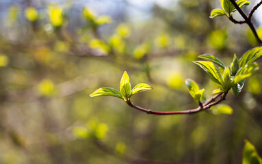 fresh green leaves on tree in early spring