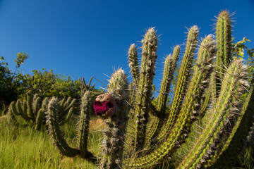 cacto xique-xique com fruto na caatinga, vegetação típica do nordeste do brasil