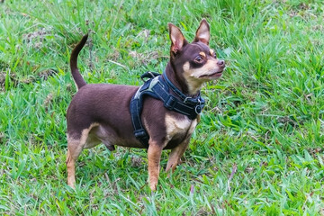 Chihuahua walking in the countryside