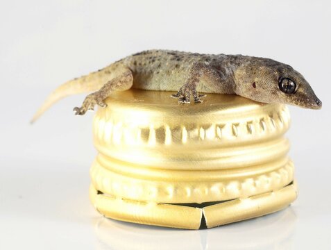 Small Gecko Lizard and Bottle Cap