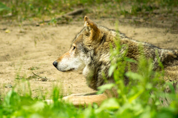 grey wolf