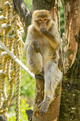 Barbary macaque