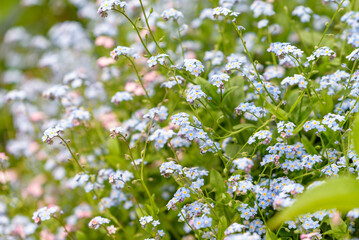 Flower of forget me not, Myosotis