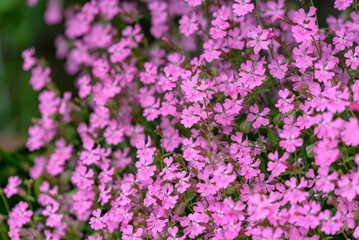 Obraz na płótnie Canvas Pink flowers of the Silene pendula