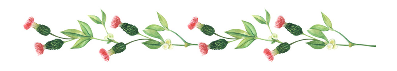Long branch ivy mistletoe white berrie tiny green fresh leave pink flower prickly thistle delicate composition Border decorative element Hand painted watercolor illustration. Colorful drawing isolated