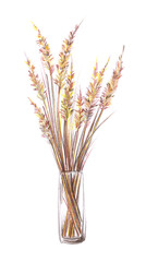 Dry grass cane reeds in a transparent glass vase. Hand-drawn with colored pencils illustration isolated on a white background. Colorful light sketchy drawing on white paper background