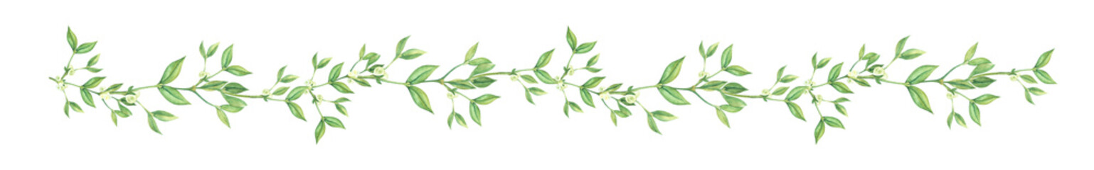 Elongated border decorative element. Graceful long branch evergreen mistletoe ivy small berries, tiny green fresh leaves Hand painted watercolor illustration. Colorful light drawing isolated on white