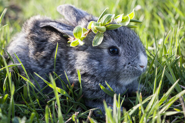 A small rabbit with a wreath on his head on the green grass.