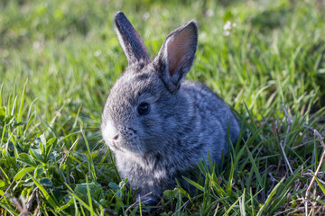 Little rabbit on the green grass. Easter Bunny.