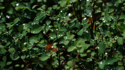 Grass wall texture and background. Green leaves background or natural wall texture. Ideal for design use.