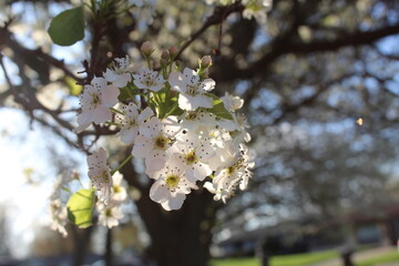 blooming tree