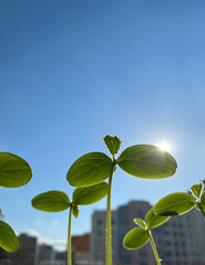 Cucumber seedlings in close-up. Cucumber sprouts